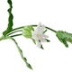 Image for article titled 32,000-Year-Old Siberian Plant Thawed and Grown Again